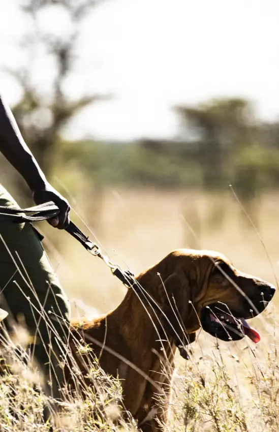 Guide with tracking dog on safari in dry grassland, Segera, Laikipia Highlands, Kenya