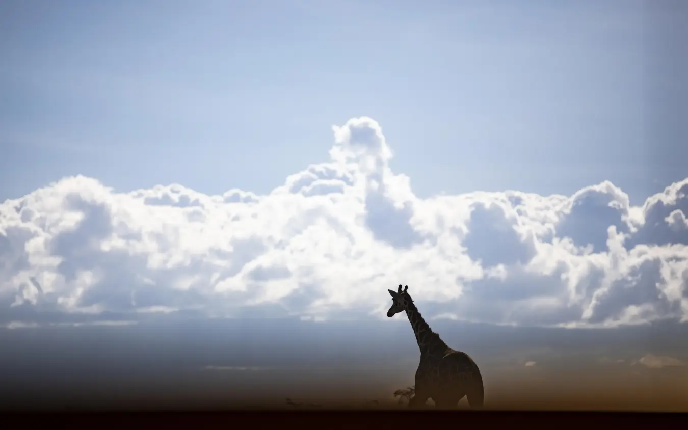 Giraffe silhouette against dramatic cloudy sky landscape, Segera, Laikipia Highlands, Kenya