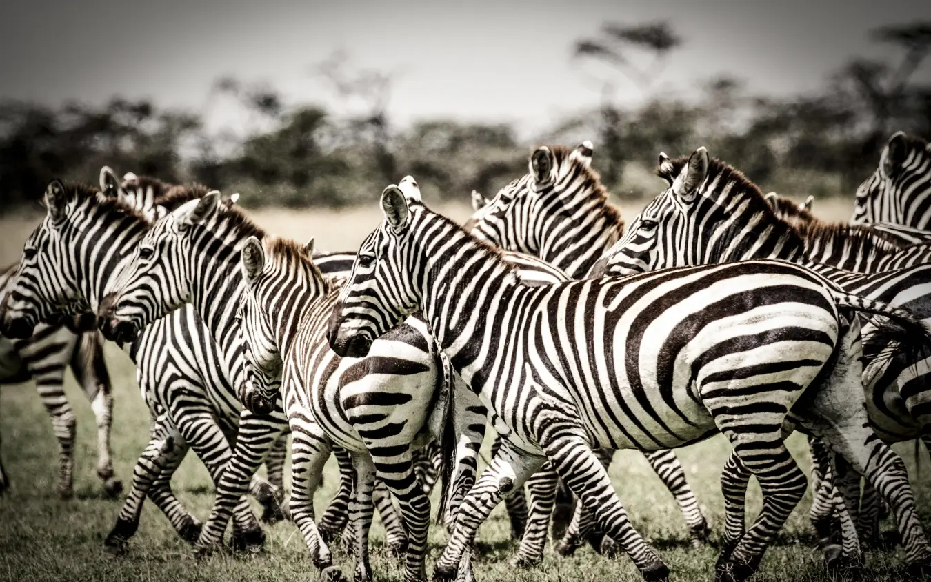 Herd of zebras grazing together on savanna grassland, Segera, Laikipia Highlands, Kenya