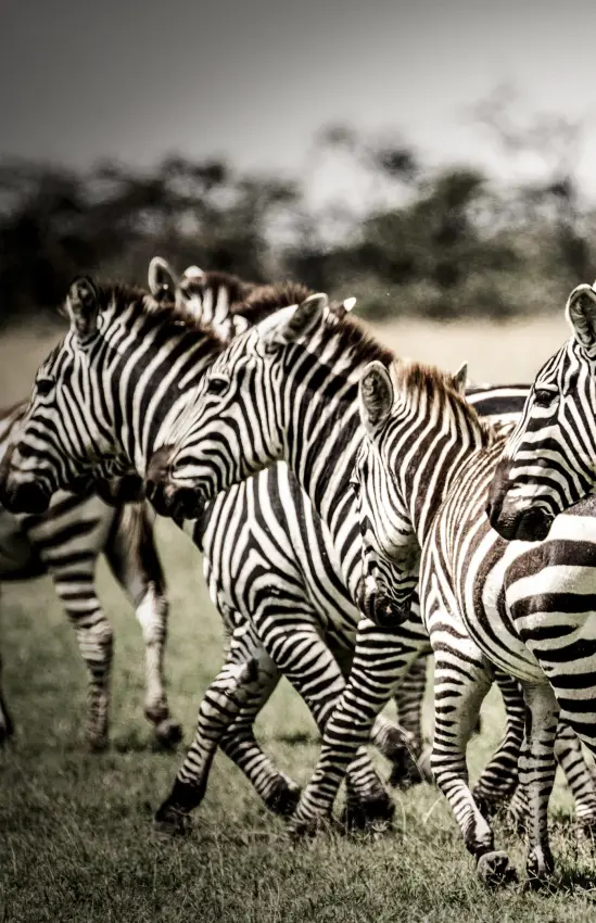 Herd of zebras grazing together on savanna grassland, Segera, Laikipia Highlands, Kenya