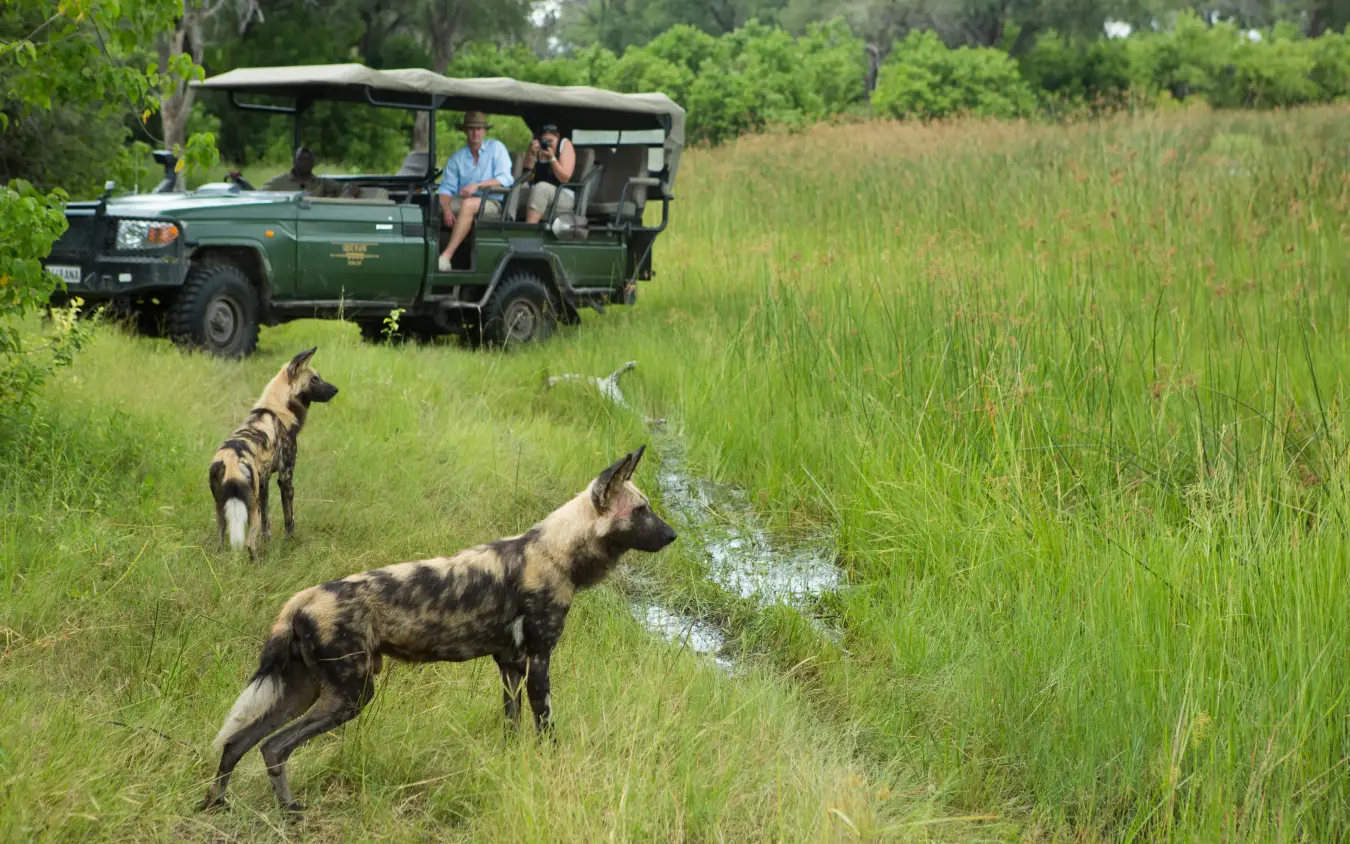 Safari vehicle with guests observing wild dogs in grassland, Selinda Camp, Selinda Reserve, Botswana