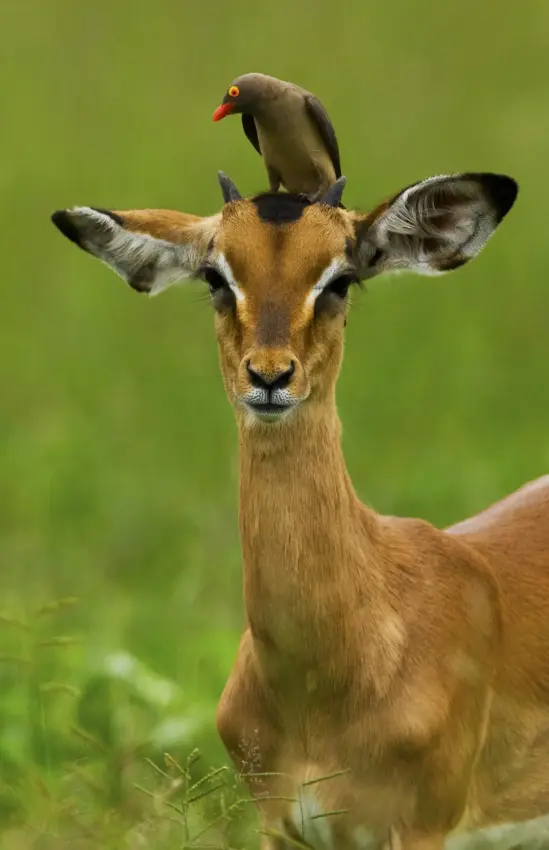 Young antelope with bird perched on its head in grassland, Selinda Camp, Selinda Reserve, Botswana
