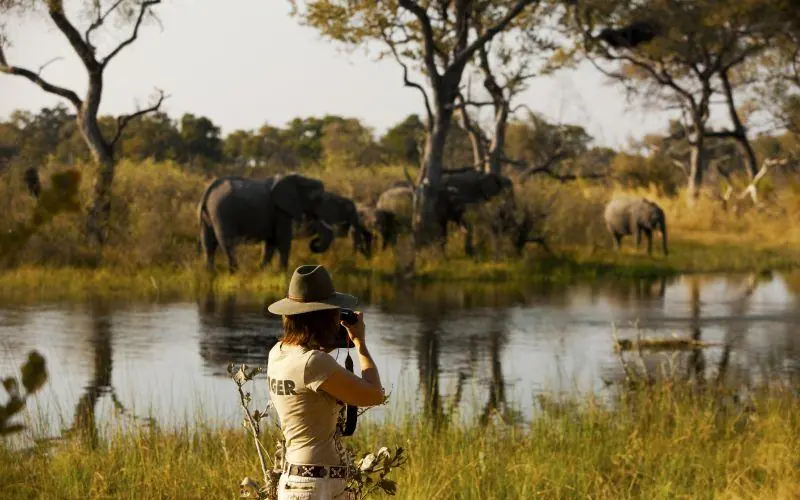Guide observing elephants at waterhole during walking safari, Selinda Explorers Camp, Selinda Reserve, Botswana