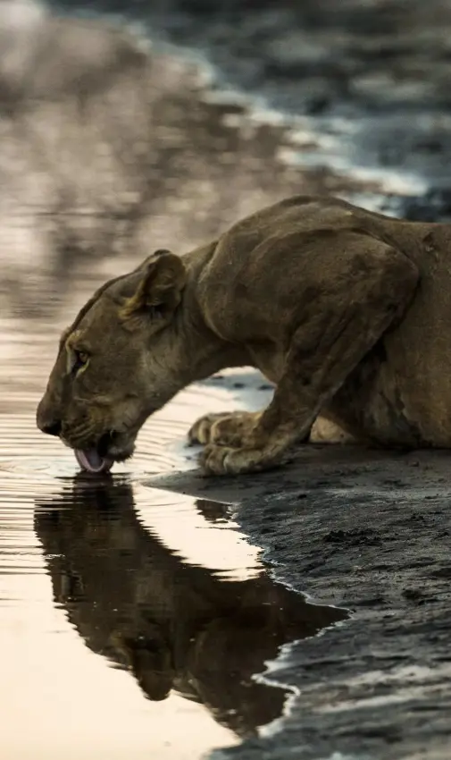 Lion drinking from water's edge at sunset, Selinda Reserve, Botswana