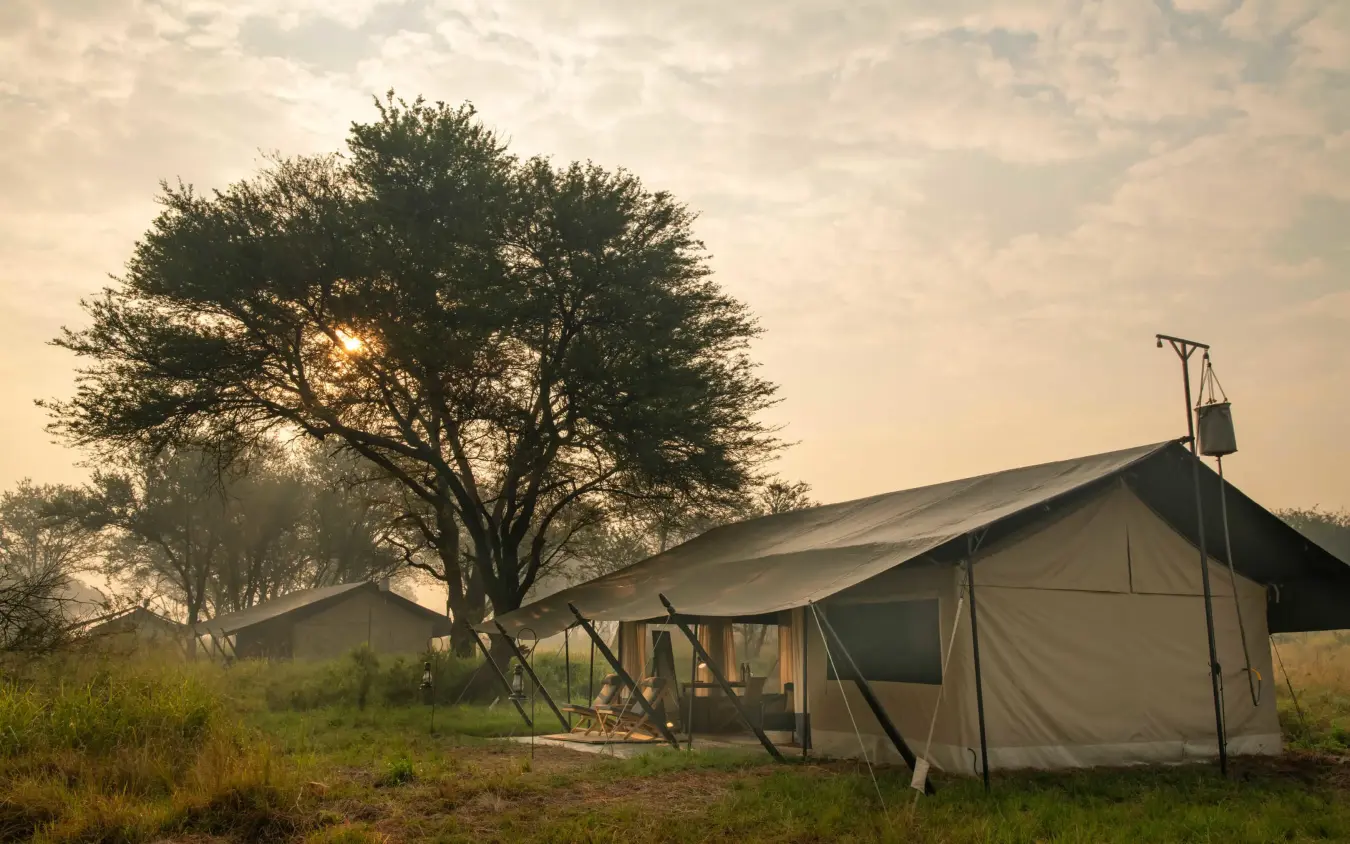 Canvas safari tent with acacia tree at golden hour, Ubuntu Migration Camp, Serengeti National Park, Tanzania