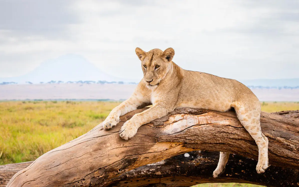 Lioness resting on fallen log in savanna landscape, Esirai Camp, Serengeti National Park, Tanzania