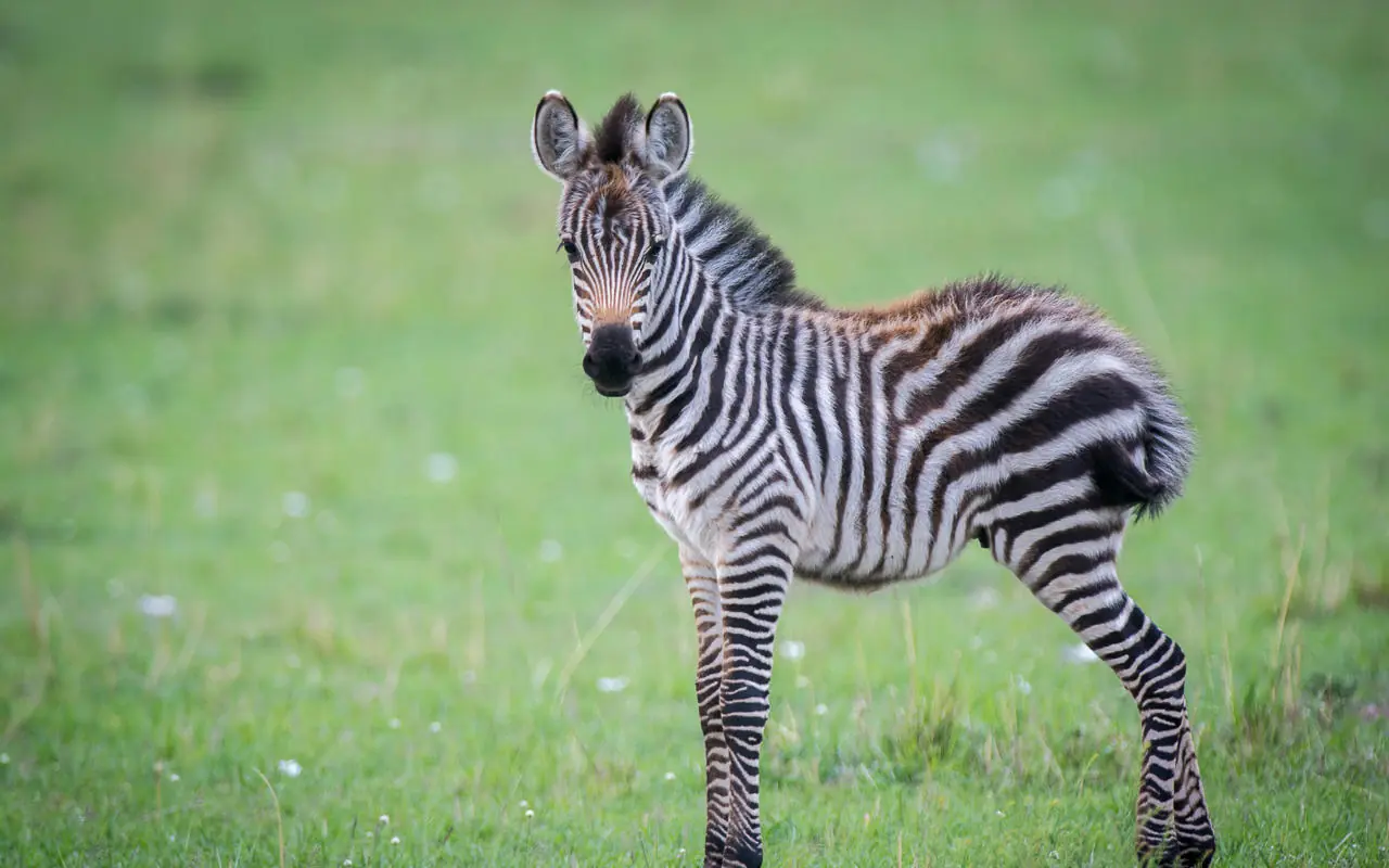 Young zebra foal standing alert in green grassland, Esirai Camp, Serengeti National Park, Tanzania