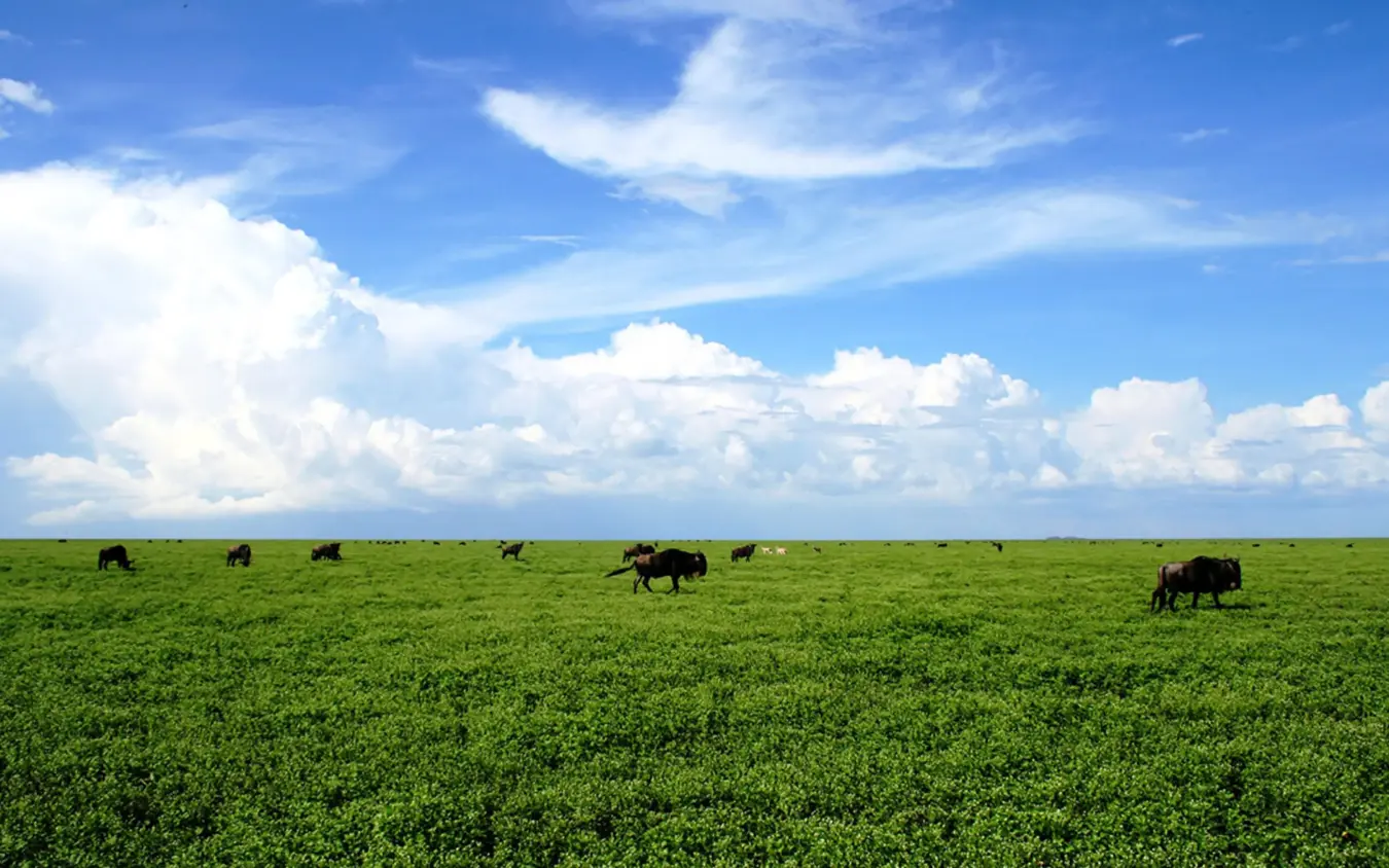 African elephants grazing across vast green savanna landscape, Ubuntu Migration Camp, Serengeti National Park, Tanzania