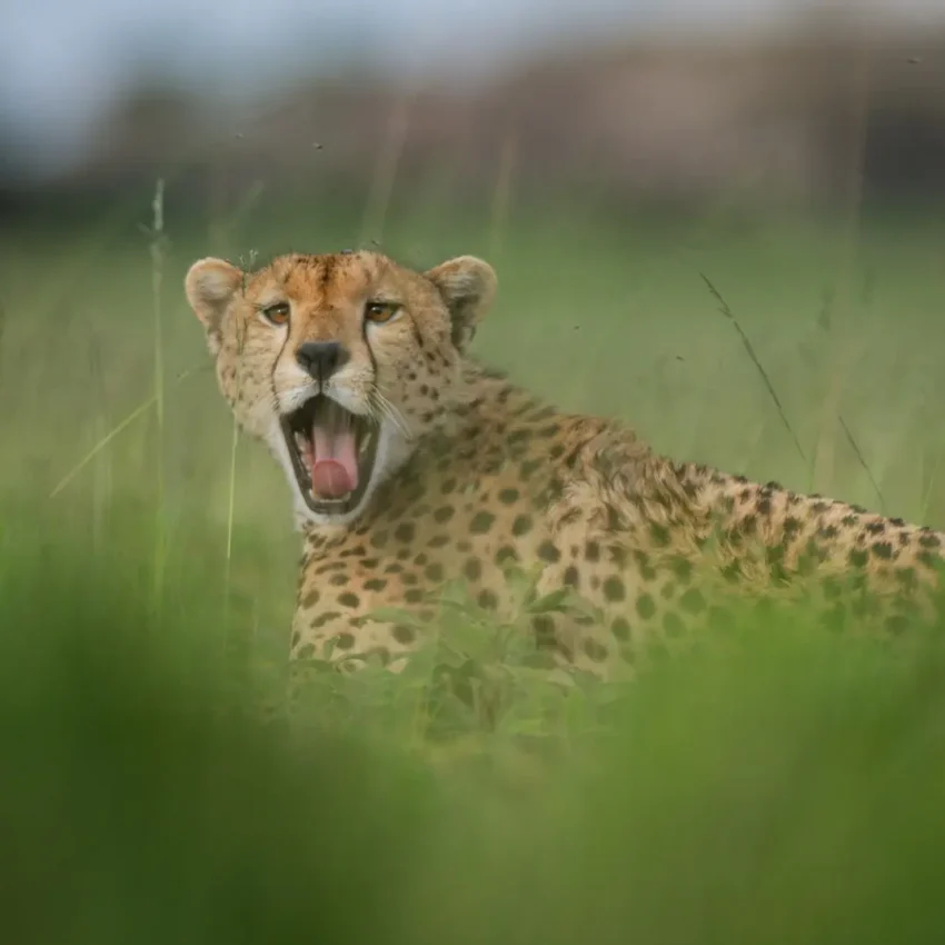 Cheetah yawning in tall grass savanna setting, Esirai Camp, Serengeti National Park, Tanzania