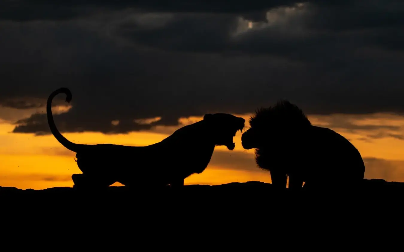Two primates silhouetted against golden sunset sky, Tanzania