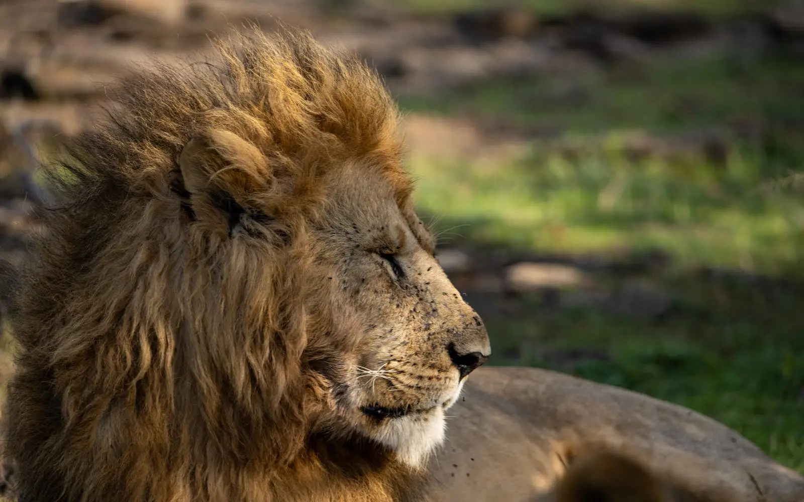 Male lion with full mane resting on ground, Serengeti Plains Camp, Serengeti National Park, Tanzania