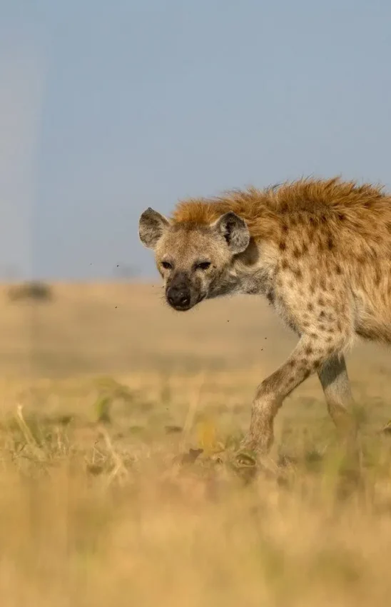 Spotted hyena walking across dry grassland savanna, Serengeti Plains Camp, Serengeti National Park, Tanzania