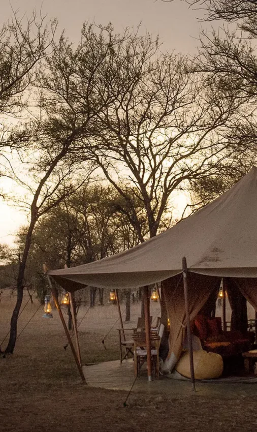 Canvas safari tent illuminated at dusk among acacia trees, Serian Serengeti Lamai, Serengeti National Park, Tanzania