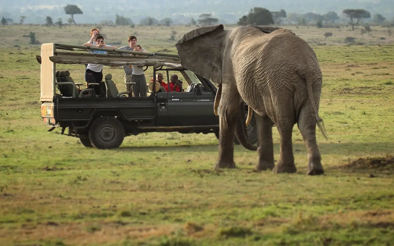 Safari vehicle with passengers observing elephant in grassland, Serian “The Original”, Maasai Mara, Kenya