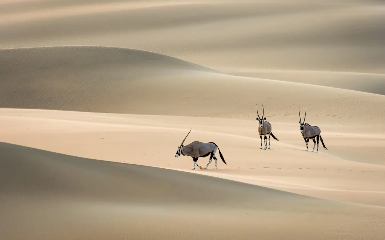 Three oryx walking across vast desert sand dunes, Serra Cafema, Kunene River, Namibia