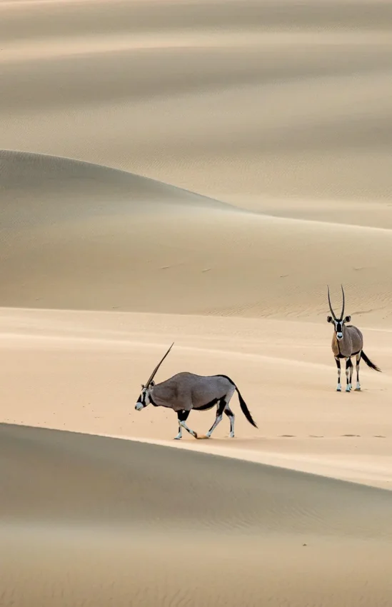 Three oryx walking across vast desert sand dunes, Serra Cafema, Kunene River, Namibia