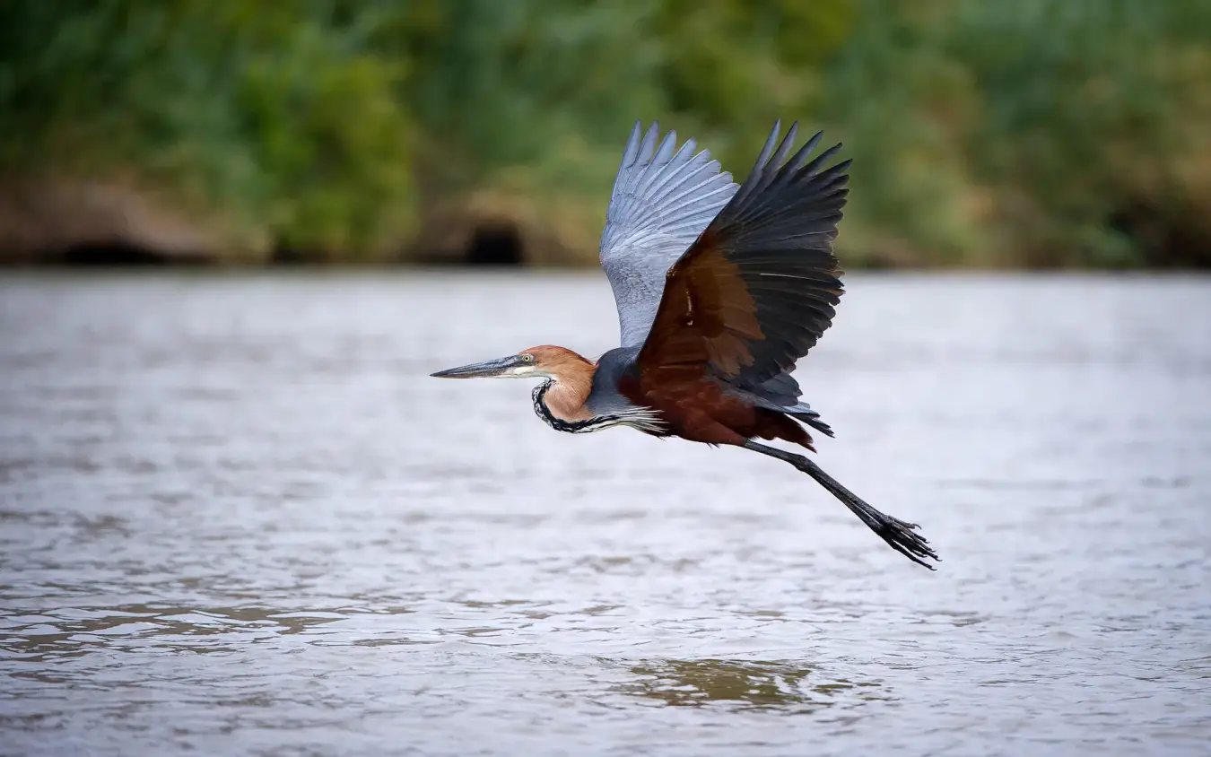 African bird in flight over water with wings spread, Serra Cafema, Kunene River, Namibia