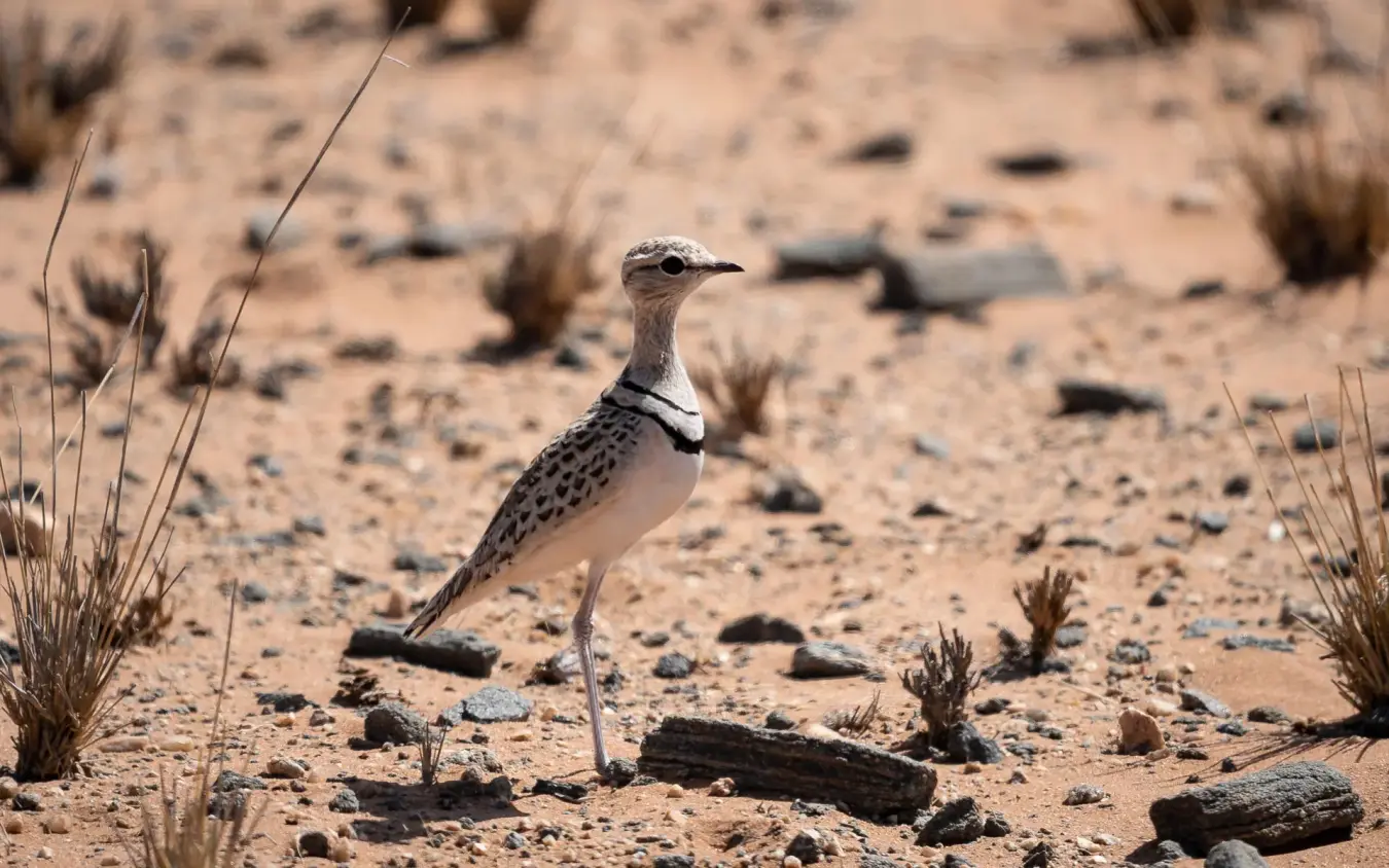 Spotted bird standing alone on sandy desert ground, Serra Cafema, Kunene River, Namibia