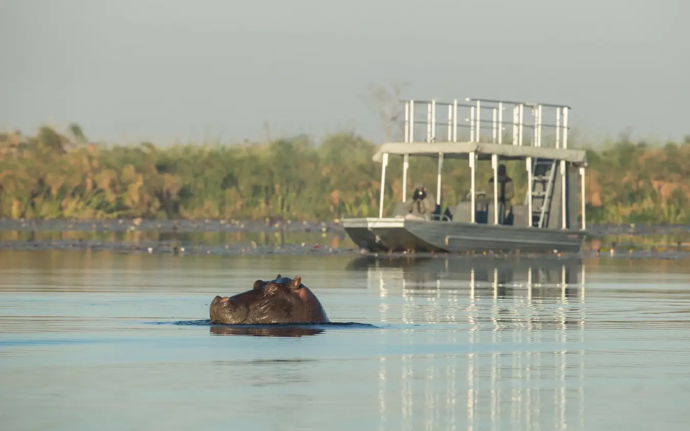 Safari boat approaching hippopotamus in shallow water, Setari, The Okavango Delta, Botswana
