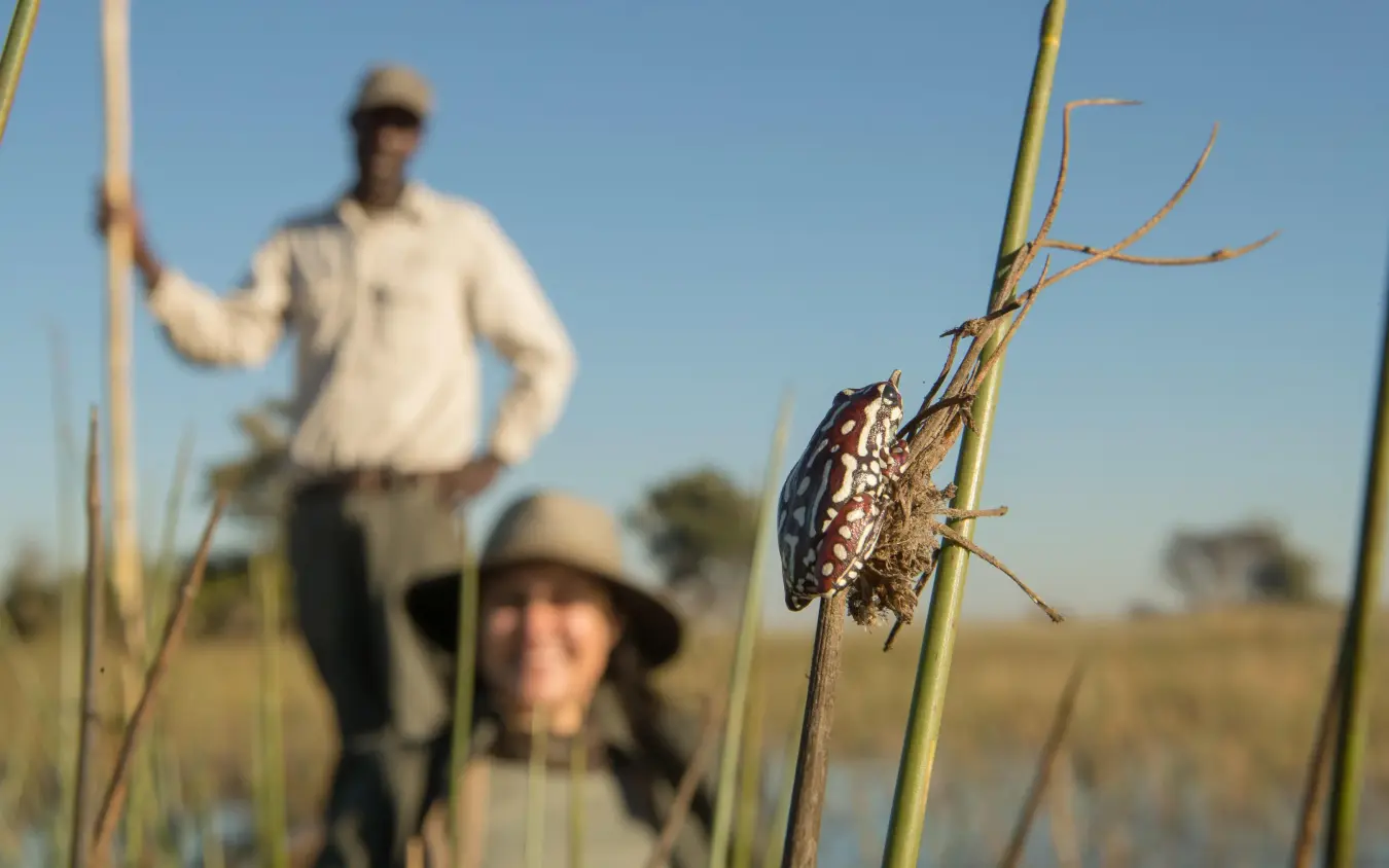 Guides conducting wildlife walk through wetland vegetation, Setari, The Okavango Delta, Botswana