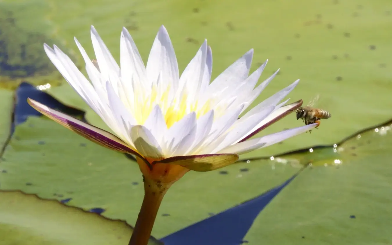 White water lily flower with bee on green lily pad, Setari, The Okavango Delta, Botswana