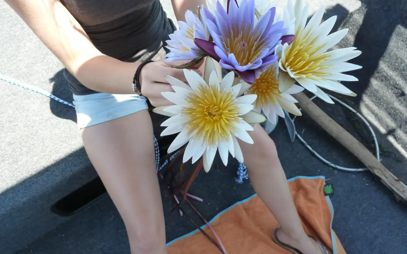 Child holding bouquet of colorful water lilies outdoors, Setari, The Okavango Delta, Botswana