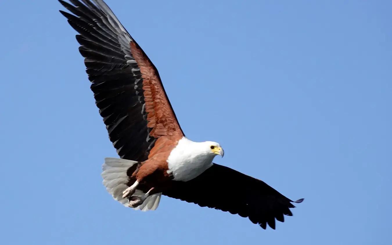 African fish eagle in flight against clear blue sky, Setari, The Okavango Delta, Botswana