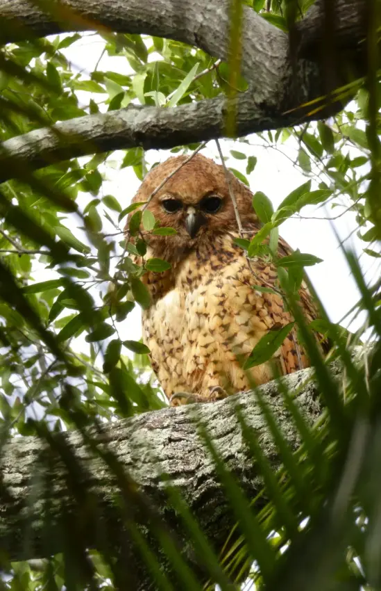 Spotted owl perched on branch among green foliage, Setari, The Okavango Delta, Botswana