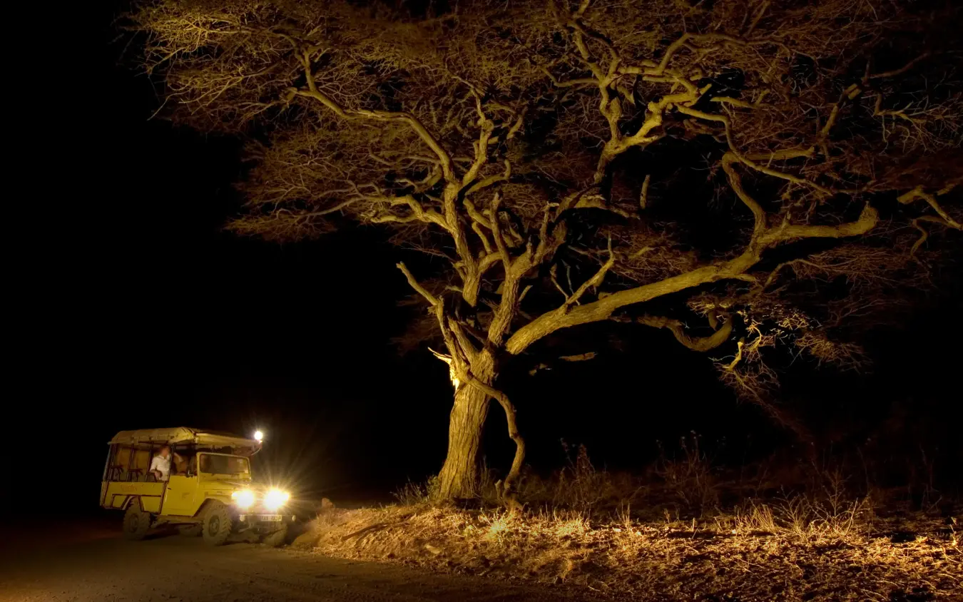 Safari vehicle on night game drive illuminating ancient baobab tree, Severin Safari Camp, Tsavo, Kenya