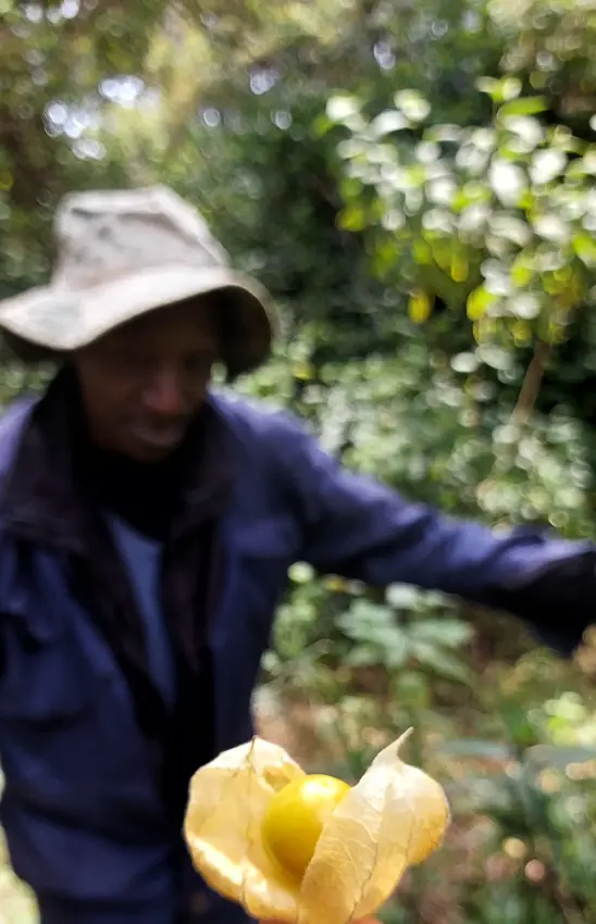 Guide displaying cape gooseberry fruit in garden setting, Sheba’s Secret Garden, Nairobi, Kenya