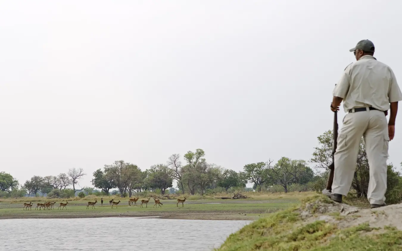Guide observing wildlife herd near water at dawn, Shinde, The Okavango Delta, Botswana