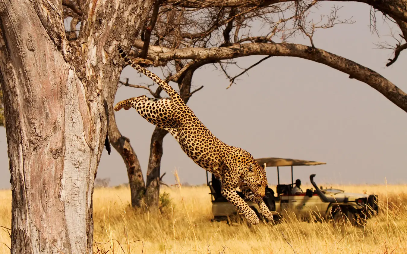 Leopard stretching up tree branch during safari game drive, Shinde, The Okavango Delta, Botswana