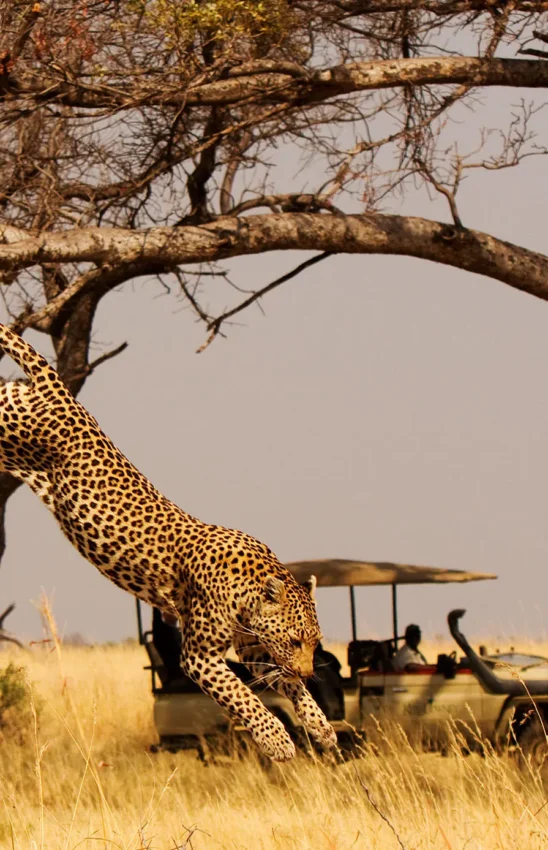 Leopard stretching up tree branch during safari game drive, Shinde, The Okavango Delta, Botswana