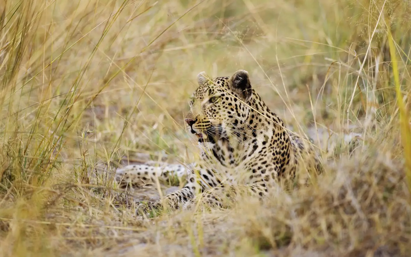 Leopard resting in tall dry grass savanna, Shinde, The Okavango Delta, Botswana