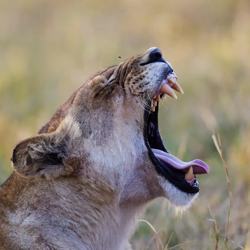 Lioness yawning with mouth wide open in grassland, Shinde, The Okavango Delta, Botswana