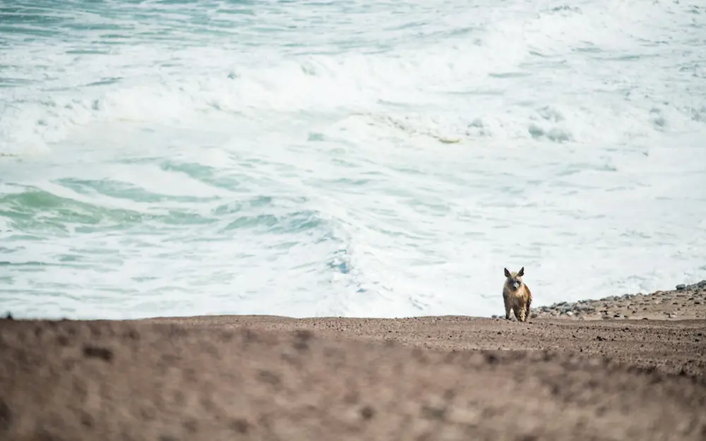 Lone hyena walking along sandy beach with waves, Shipwreck Lodge, Skeleton Coast, Namibia