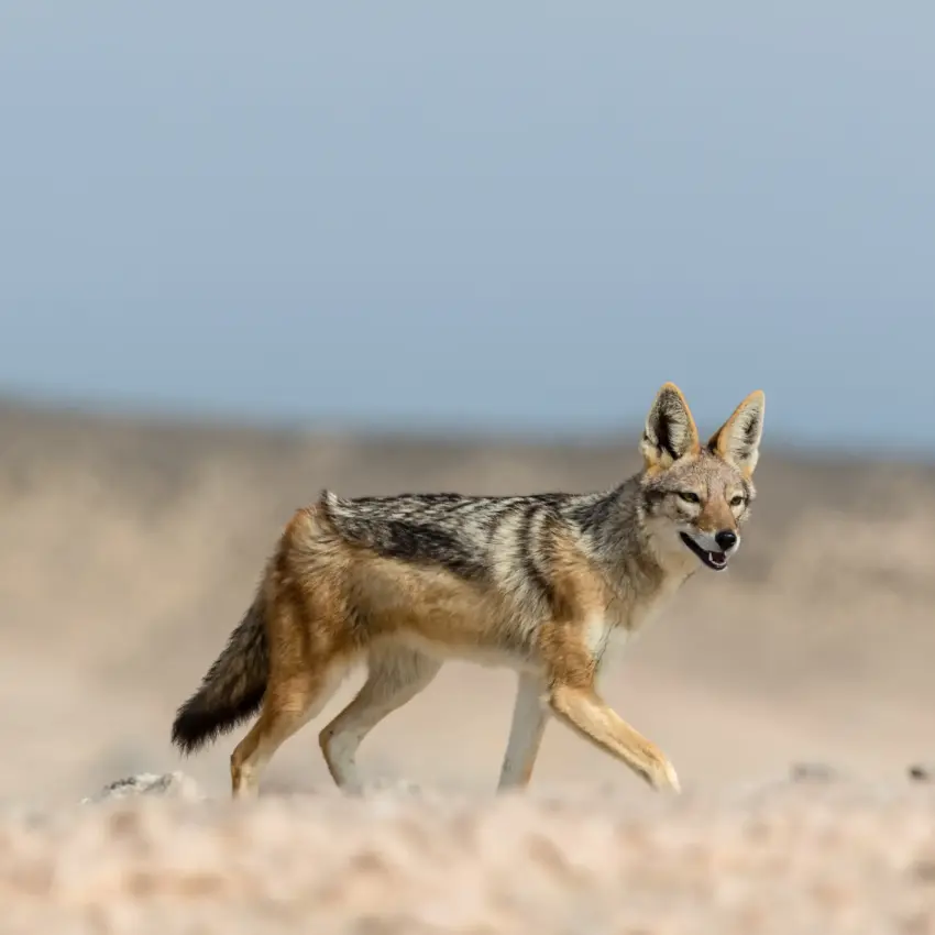 Coyote walking across sandy desert terrain, Skeleton Coast, Namibia