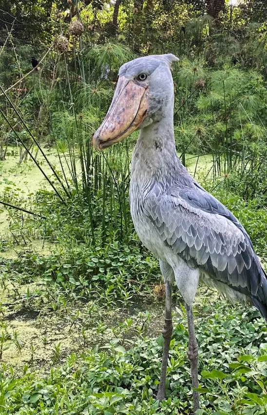 Shoebill stork standing in shallow wetland vegetation