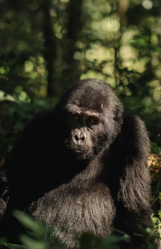 Mountain gorilla in forest surrounded by dense vegetation, Silverback Lodge, Bwindi Impenetrable Forest, Uganda