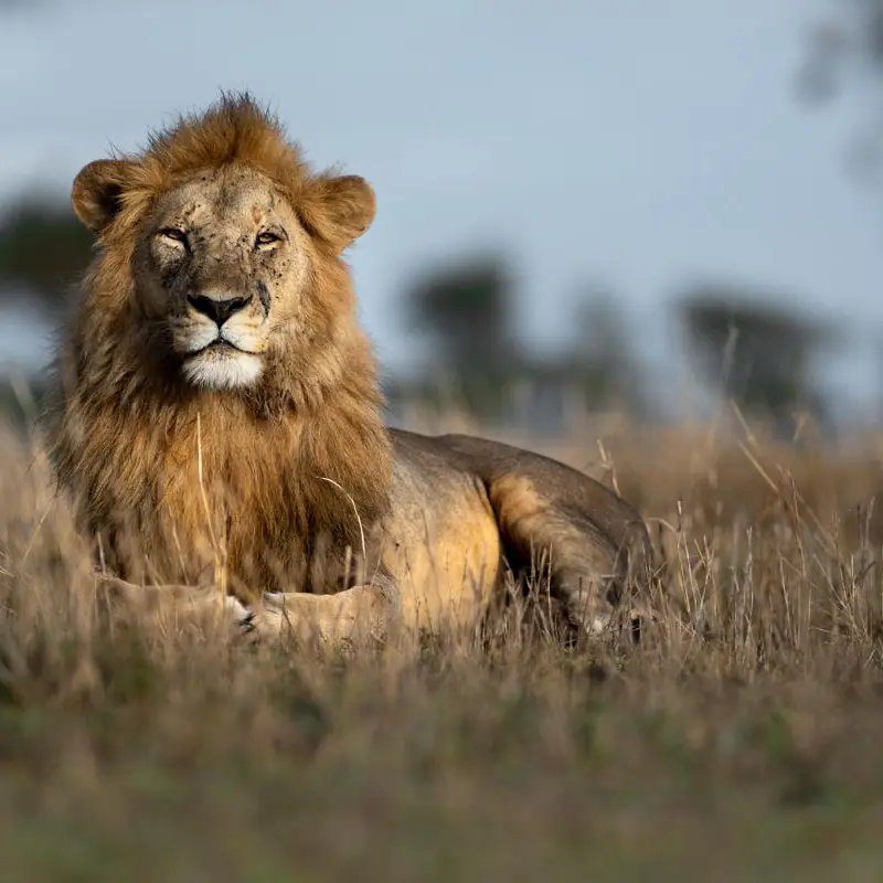 Male lion resting in savanna grassland during daytime, Singita Faru Faru Lodge, Serengeti National Park, Tanzania