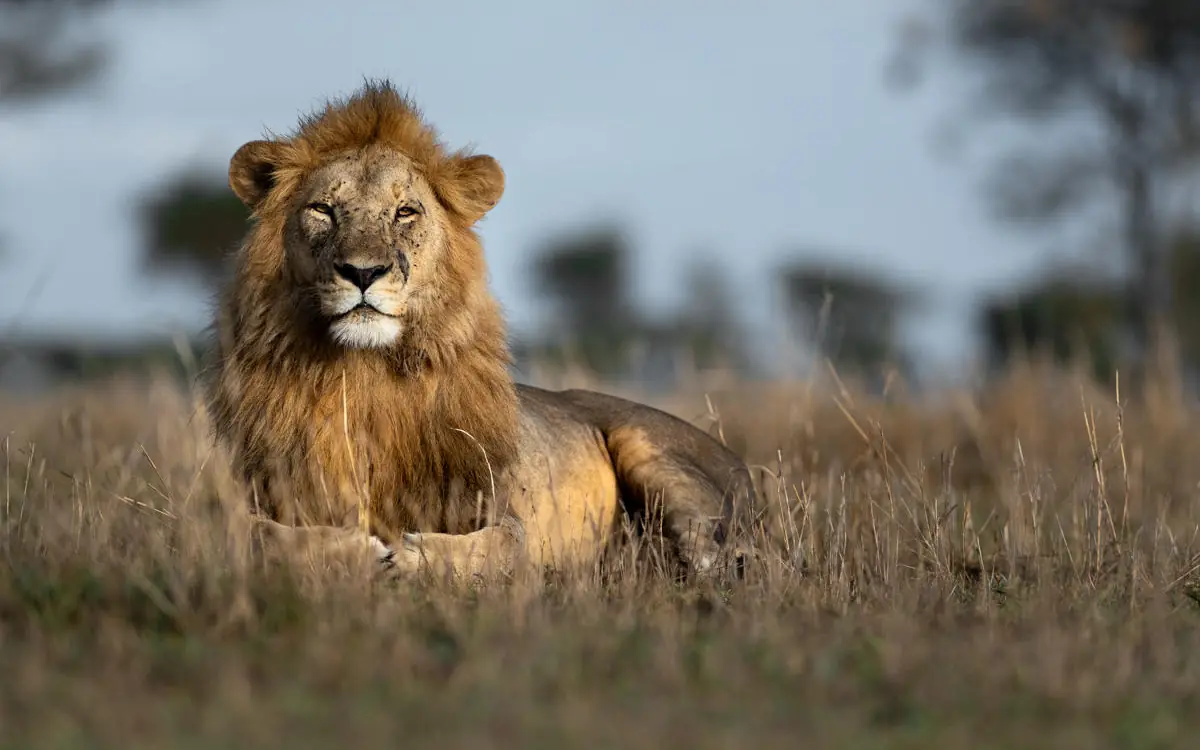 Male lion resting in savanna grassland during daytime, Singita Faru Faru Lodge, Serengeti National Park, Tanzania