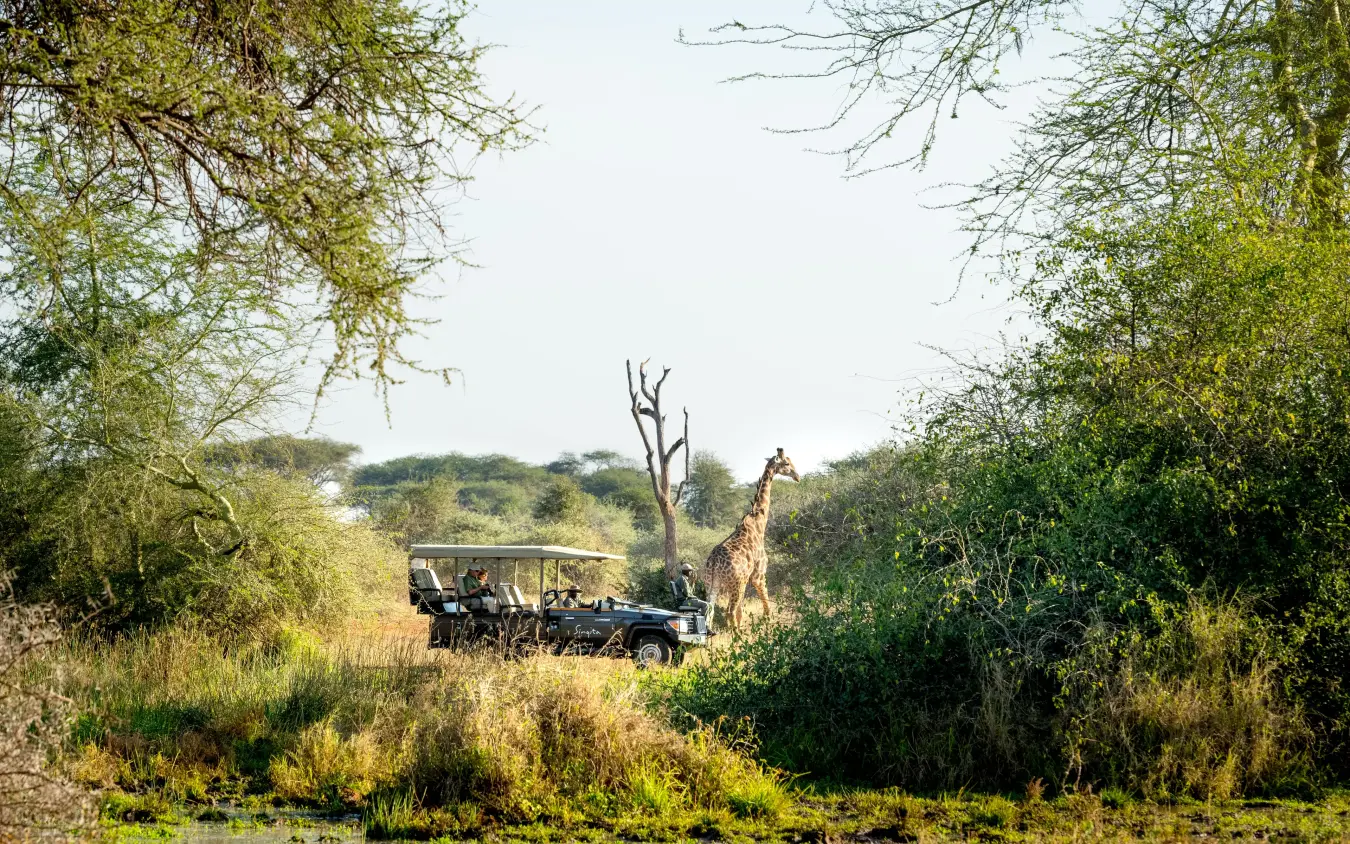 Safari vehicle with guests viewing giraffe in acacia woodland savanna, Singita Malilangwe House, Gonarezhou & Malilangwe, Zimbabwe