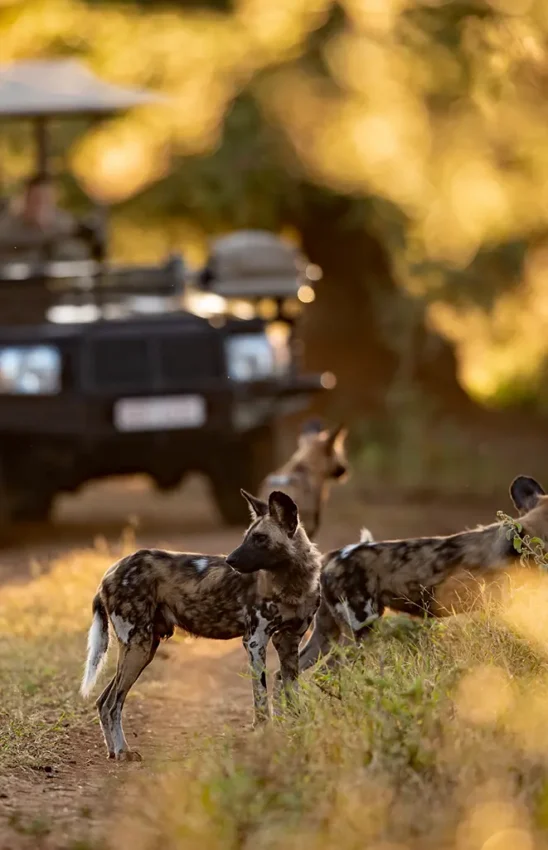 African wild dogs crossing dirt road near safari vehicle, Singita Pamushana, Gonarezhou & Malilangwe, Zimbabwe