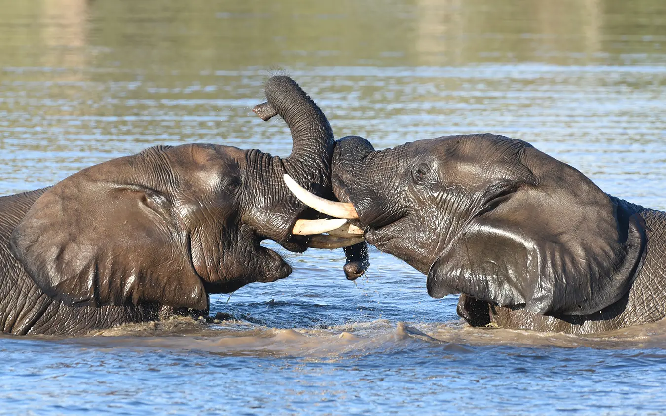 Two elephants playing in shallow water with trunks intertwined, Singita Pamushana, Gonarezhou & Malilangwe, Zimbabwe