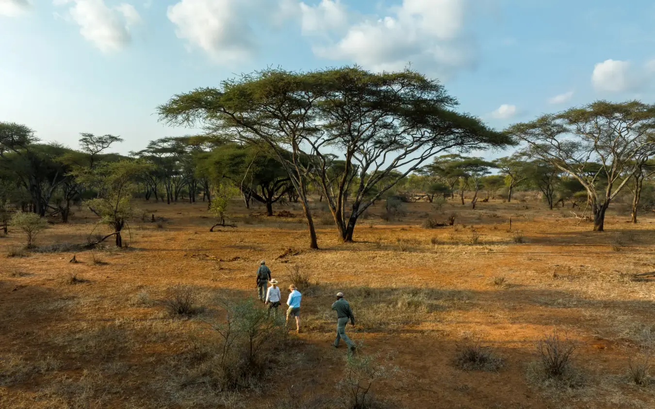 Guests walking through acacia woodland savanna landscape, Singita Pamushana, Gonarezhou & Malilangwe, Zimbabwe