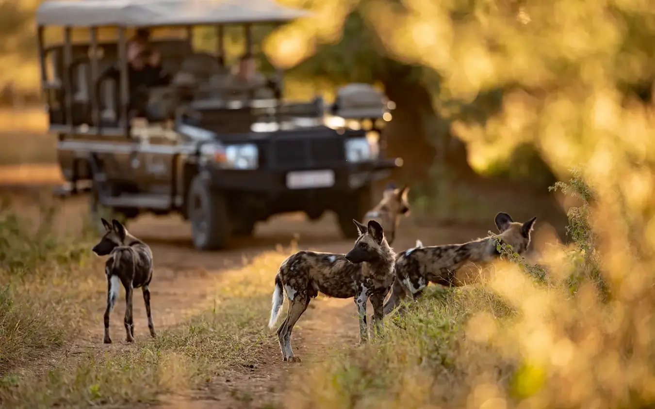 African wild dogs crossing dirt road near safari vehicle, Singita Pamushana, Gonarezhou & Malilangwe, Zimbabwe