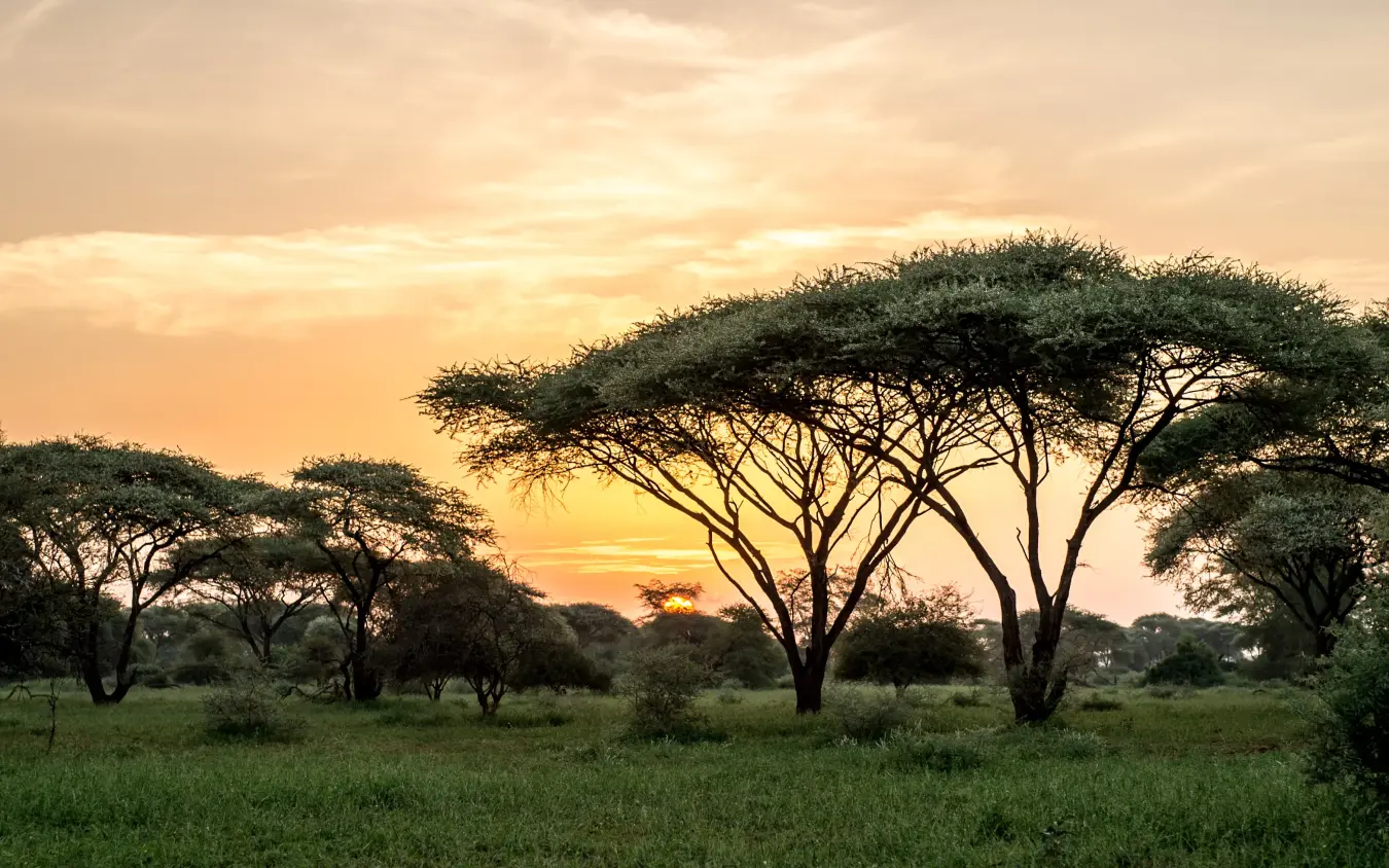 African savanna at sunset with acacia trees, Singita Pamushana, Gonarezhou & Malilangwe, Zimbabwe