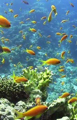 Snorkeler's view of coral reef with yellow tropical fish, Sirai Beach, Kilifi, Kenya