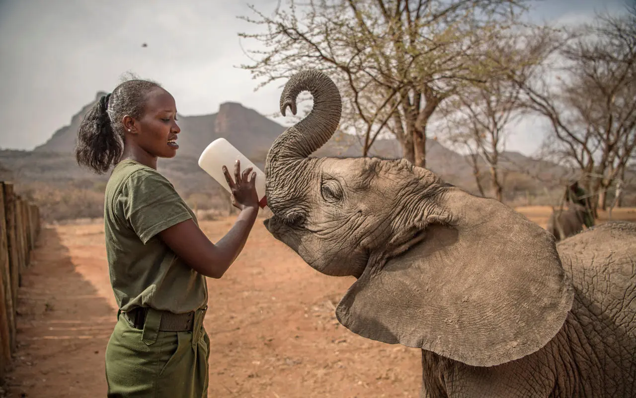 Staff member hand-feeding young elephant at sanctuary, Sirikoi, Laikipia Highlands, Kenya
