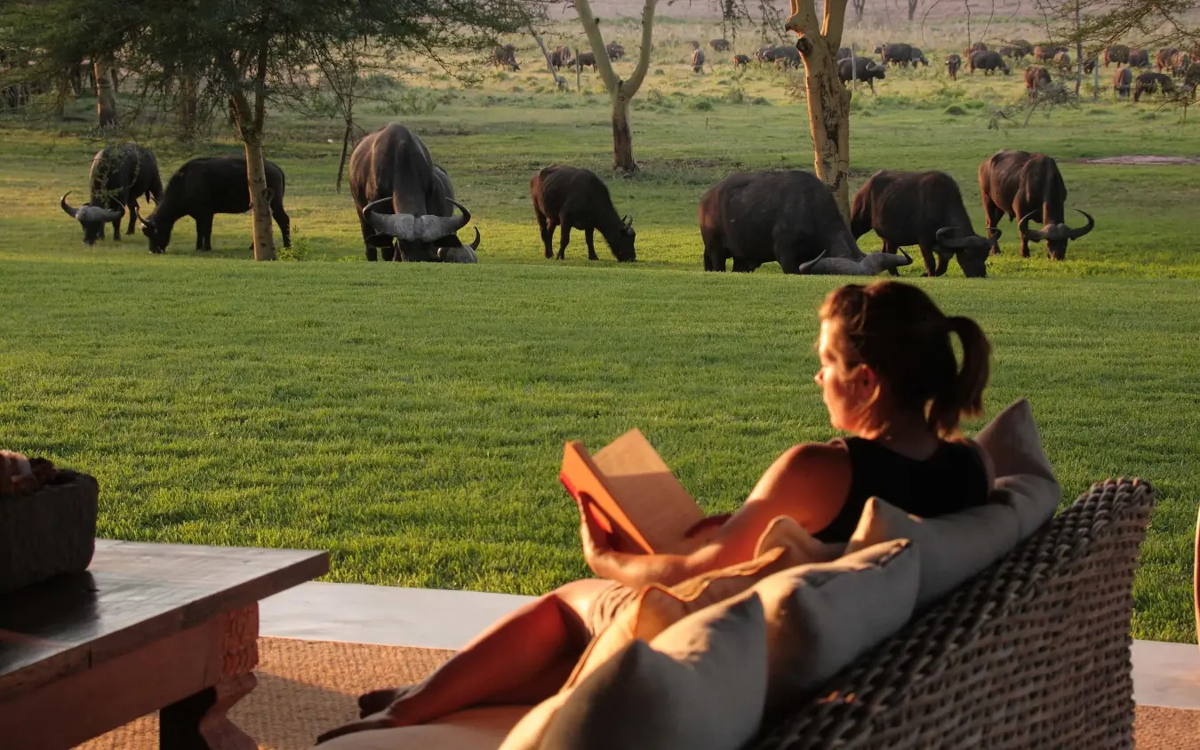 Guest relaxing on deck overlooking grazing cattle herd, Sirikoi, Laikipia Highlands, Kenya